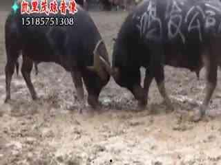 斗牛失误视频,失误与精彩的碰撞