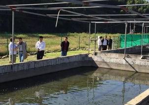 泉水养鱼视频,探索生态养殖新奥秘