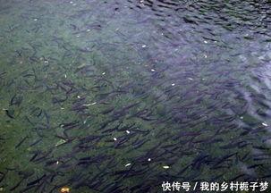 泉水养鱼视频,探索生态养殖新奥秘