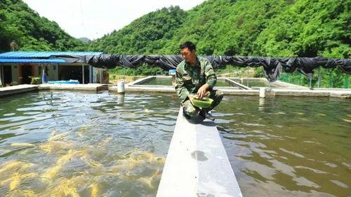 泉水养鱼视频,探索生态养殖新奥秘