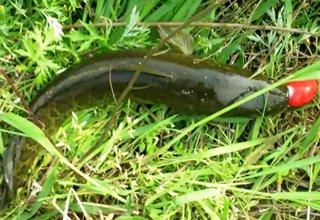 路亚黑鱼视频2017,视频教学解析