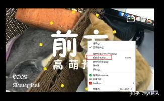 猫饼视频,萌宠日常，欢乐无限