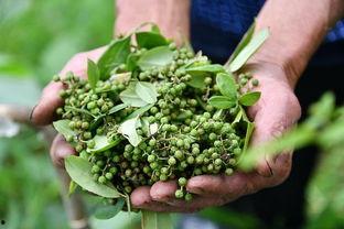 花椒育苗视频,从播种到成苗的实用技巧