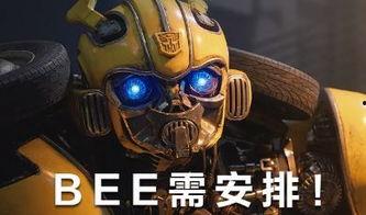 养黄蜂视频